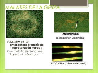 MALATIES DE LA GESPA




                                         ANTRACNOSIS
                                   (Colletotrichum Graminícola )
FUSARIUM PATCH
   (Phialophora graminícola
   - Leptosphaeria Korrae )
És la malaltia per fongs més
   important a Espanya


                               RIZOCTONIA (Rhizoctonia solani )
 