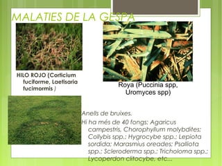 MALATIES DE LA GESPA




HILO ROJO (Corticium
   fuciforme, Laetisaria
                                       Roya (Puccinia spp,
   fucimormis )
                                         Uromyces spp)


                           Anells de bruixes.
                           Hi ha més de 40 fongs: Agaricus
                              campestris, Chorophyllum molybdites;
                              Collybis spp.; Hygrocybe spp.; Lepiota
                              sordida; Marasmius oreades; Psalliota
                              spp.; Scleroderma spp.; Tricholoma spp.;
                              Lycoperdon clitocybe, etc...
 