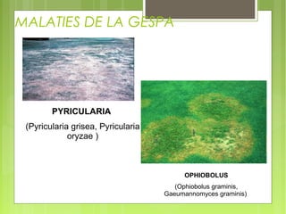 MALATIES DE LA GESPA




        PYRICULARIA
 (Pyricularia grisea, Pyricularia
             oryzae )



                                         OPHIOBOLUS
                                       (Ophiobolus graminis,
                                    Gaeumannomyces graminis)
 
