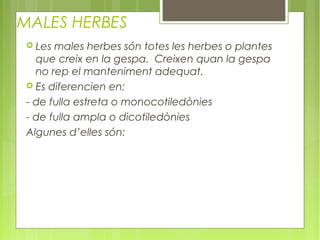 MALES HERBES
  Les males herbes són totes les herbes o plantes
   que creix en la gespa. Creixen quan la gespa
   no rep el manteniment adequat.
  Es diferencien en:

 - de fulla estreta o monocotiledònies
 - de fulla ampla o dicotiledònies
 Algunes d’elles són:
 