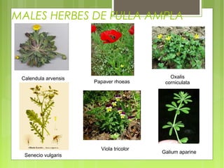 MALES HERBES DE FULLA AMPLA




 Calendula arvensis                         Oxalis
                      Papaver rhoeas      corniculata




                        Viola tricolor
                                         Galium aparine
  Senecio vulgaris
 