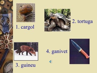 2. tortuga

1. cargol

4. ganivet
3. guineu

 
