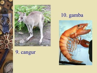 10. gamba

9. cangur

 