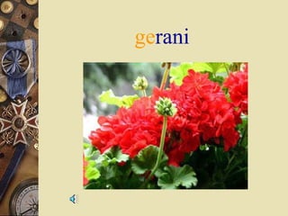 gerani

 