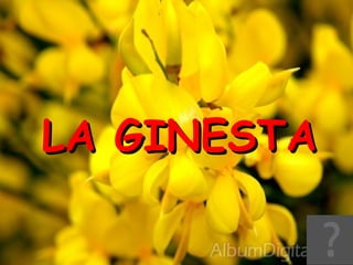 LA GINESTA 