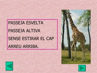 PASSEJA ESVELTA PASSEJA ALTIVA SENSE ESTIRAR EL CAP ARREU ARRIBA. 