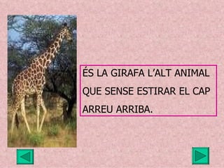 ÉS LA GIRAFA L’ALT ANIMAL QUE SENSE ESTIRAR EL CAP ARREU ARRIBA. 