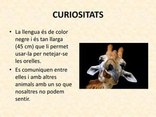 CURIOSITATS
• La llengua és de color
  negre i és tan llarga
  (45 cm) que li permet
  usar-la per netejar-se
  les orelles.
• Es comuniquen entre
  elles i amb altres
  animals amb un so que
  nosaltres no podem
  sentir.
 