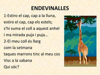 ENDEVINALLES
1-Estiro el cap, cap a la lluna,
estiro el cap, cap els estels;
s'hi suma el coll a aquest anhel
i ma mirada puja i puja...
2-El meu coll és llarg
com la setmana
taques marrons tinc al meu cos
Visc a la sabana
Qui sóc?
 