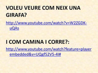 VOLEU VEURE COM NEIX UNA
GIRAFA?
http://www.youtube.com/watch?v=W2ZGDK-
  uQAs


I COM CAMINA I CORRE?:
http://www.youtube.com/watch?feature=player
  embedded&v=UQgf52V5-4I#
 