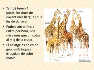 • També tenen 4
  potes, les dues de
  davant més llargues que
  les de darrera.
• Poden córrer fins a
  60km per hora, una
  mica més que un cotxe
  al mig de la ciutat.
• El pelatge és de color
  groc amb taques
  irregulars de color
  marró.
 