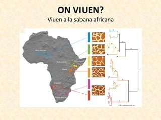 ON VIUEN?
Viuen a la sabana africana
 