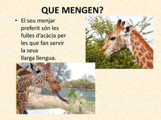 QUE MENGEN?
• El seu menjar
  preferit són les
  fulles d’acàcia per
  les que fan servir
  la seva
  llarga llengua.
 