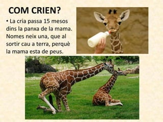 COM CRIEN?
• La cria passa 15 mesos
dins la panxa de la mama.
Nomes neix una, que al
sortir cau a terra, perquè
la mama esta de peus.
 