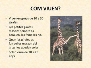 COM VIUEN?
• Viuen en grups de 20 a 30
  girafes.
• Les petites girafes
  mascles sempre es
  barallen, les femelles no.
• Quan les girafes es
  fan velles marxen del
  grup i es queden soles.
• Solen viure de 20 a 26
  anys.
 