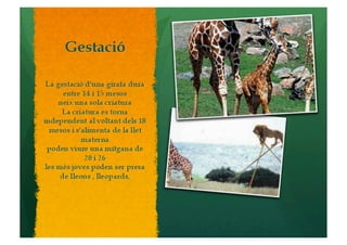 La girafa