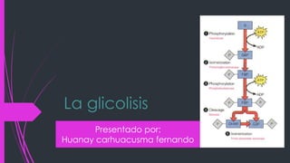 La glicolisis
Presentado por:
Huanay carhuacusma fernando

 