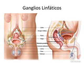 Ganglios Linfáticos
 