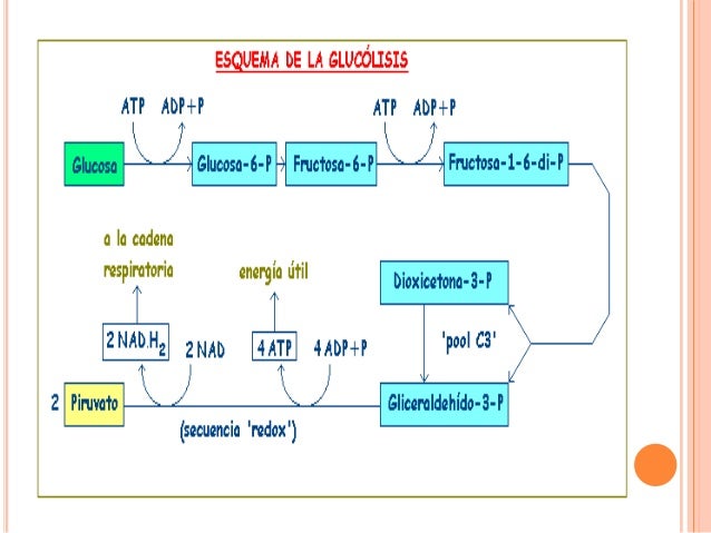 La glucolisis