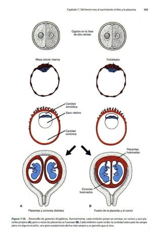 Embriologia Lagman 11 Edicion