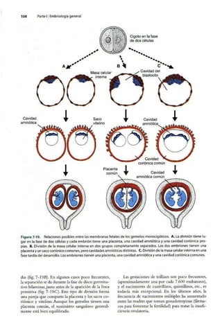 Embriologia Lagman 11 Edicion