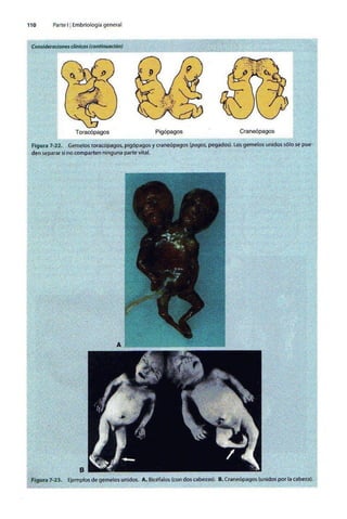 Embriologia Lagman 11 Edicion