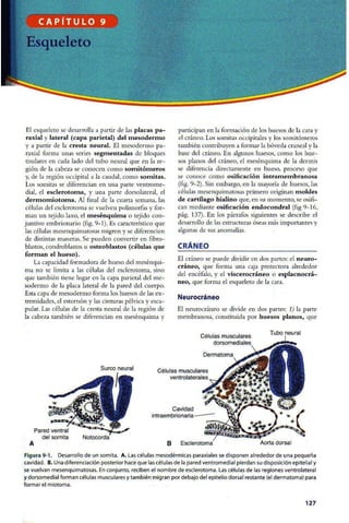 Embriologia Lagman 11 Edicion