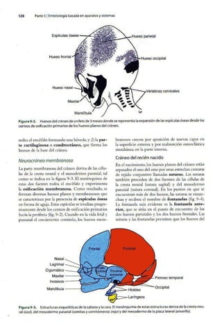 Embriologia Lagman 11 Edicion