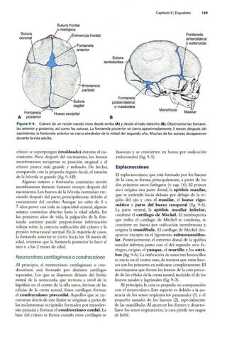 Embriologia Lagman 11 Edicion