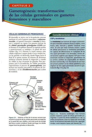 Embriologia Lagman 11 Edicion