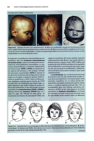 Embriologia Lagman 11 Edicion