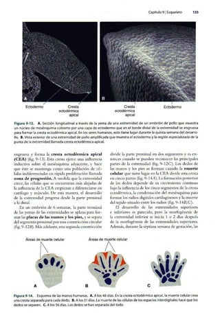 Embriologia Lagman 11 Edicion