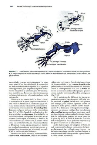 Embriologia Lagman 11 Edicion