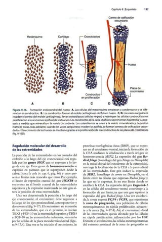 Embriologia Lagman 11 Edicion