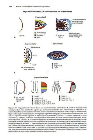 Embriologia Lagman 11 Edicion