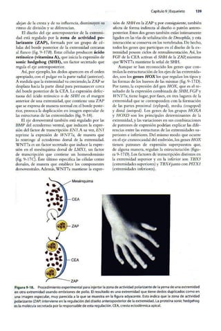 Embriologia Lagman 11 Edicion