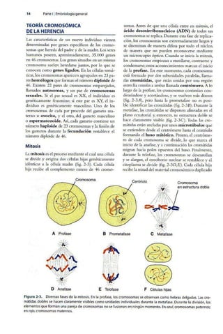 Embriologia Lagman 11 Edicion