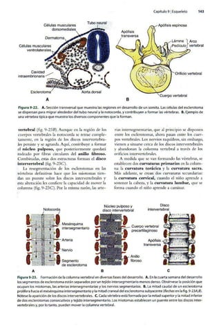 Embriologia Lagman 11 Edicion