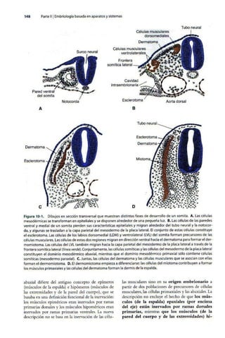 Embriologia Lagman 11 Edicion