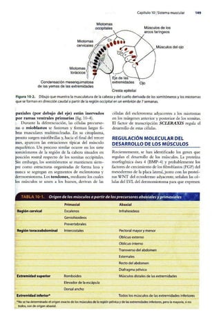 Embriologia Lagman 11 Edicion