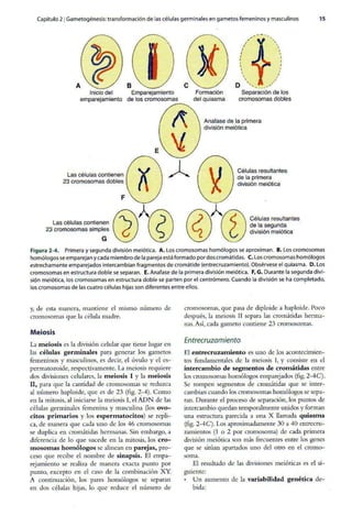 Embriologia Lagman 11 Edicion