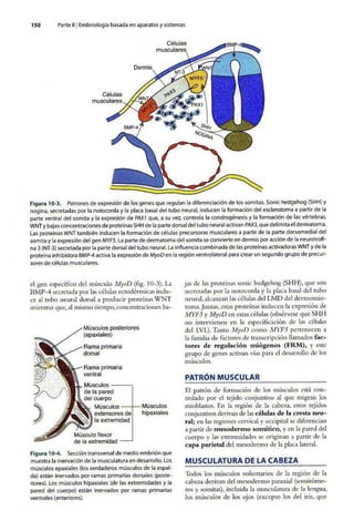 Embriologia Lagman 11 Edicion