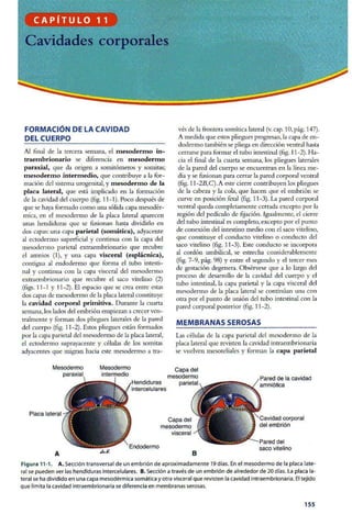 Embriologia Lagman 11 Edicion