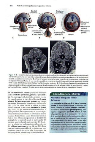 Embriologia Lagman 11 Edicion