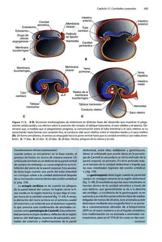 Embriologia Lagman 11 Edicion