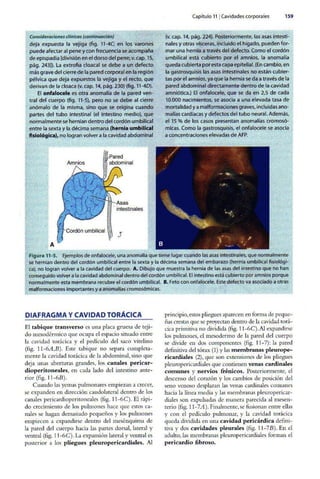 Embriologia Lagman 11 Edicion
