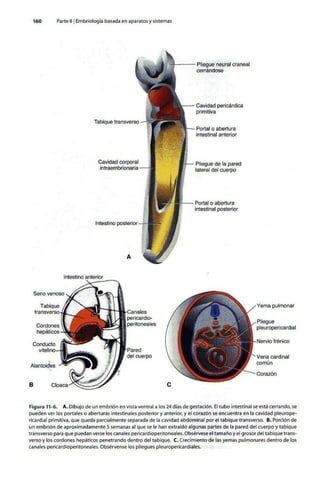 Embriologia Lagman 11 Edicion
