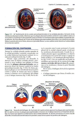 Embriologia Lagman 11 Edicion