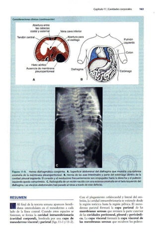 Embriologia Lagman 11 Edicion