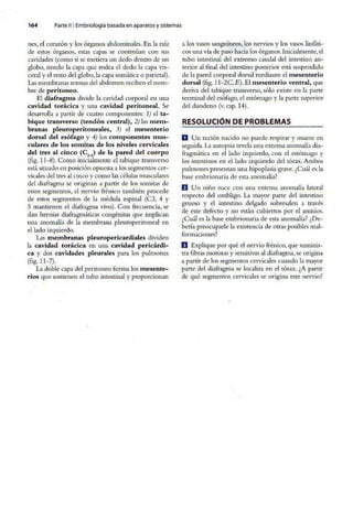 Embriologia Lagman 11 Edicion